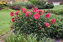 Summer In Paradise Hibiscus (Hibiscus 'Summer In Paradise') at Sargent's Nursery