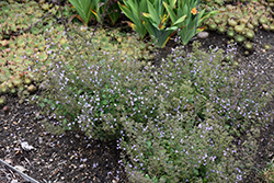 Marvelette Blue Dwarf Calamint (Calamintha nepeta 'Marvelette Blue') at Sargent's Nursery