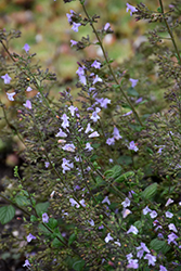 Marvelette Blue Dwarf Calamint (Calamintha nepeta 'Marvelette Blue') at Sargent's Nursery