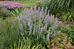 Blue Fortune Anise Hyssop (Agastache 'Blue Fortune') at Sargent's Nursery