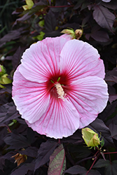 Starry Starry Night Hibiscus (Hibiscus 'Starry Starry Night') at Sargent's Nursery