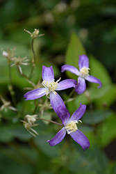 Violet Stardust Bush Clematis (Clematis 'Violet Stardust') at Sargent's Nursery