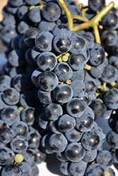 Marquette Grape (Vitis 'Marquette') at Sargent's Nursery