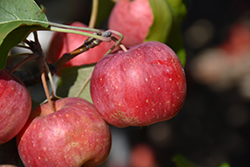 Chestnut Crab Apple (Malus 'Chestnut') at Sargent's Nursery