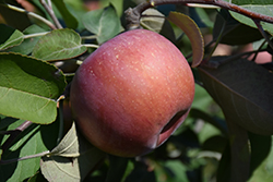 SnowSweet Apple (Malus 'Wildung') at Sargent's Nursery