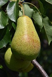 Patten Pear (Pyrus 'Patten') at Sargent's Nursery