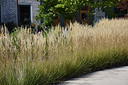 Karl Foerster Reed Grass (Calamagrostis x acutiflora 'Karl Foerster') at Sargent's Nursery