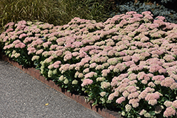 Autumn Joy Stonecrop (Sedum 'Autumn Joy') at Sargent's Nursery