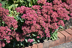 Carl Stonecrop (Sedum 'Carl') at Sargent's Nursery