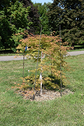 Ice Dragon Maple (Acer 'IsliD') at Sargent's Nursery