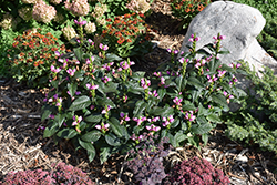 Tiny Tortuga Turtlehead (Chelone lyonii 'Tiny Tortuga') at Sargent's Nursery
