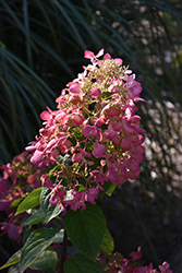 Diamond Rouge Hydrangea (Hydrangea paniculata 'Rendia') at Sargent's Nursery