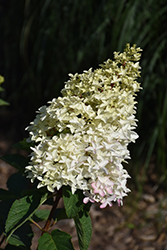 Berry White Hydrangea (Hydrangea paniculata 'Renba') at Sargent's Nursery