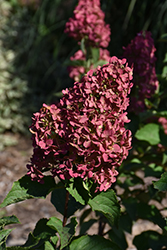 Berry White Hydrangea (Hydrangea paniculata 'Renba') at Sargent's Nursery