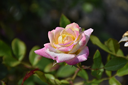 Music Box Rose (Rosa 'BAIbox') at Sargent's Nursery