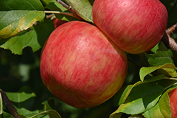 Haralson Apple (Malus 'Haralson') at Sargent's Nursery