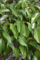 Weeping Fig (Ficus benjamina) at Sargent's Nursery