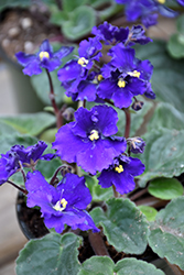 Blue African Violet (Saintpaulia 'Blue') at Sargent's Nursery