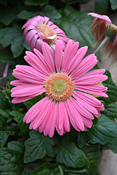 Pink Gerbera Daisy (Gerbera 'Pink') at Sargent's Nursery