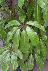 Amate Schefflera (Schefflera actinophylla 'Amate') at Sargent's Nursery