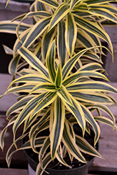 Song of India Plant (Dracaena reflexa 'Song of India') at Sargent's Nursery