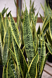 Futura Superba Snake Plant (Sansevieria trifasciata 'Futura Superba') at Sargent's Nursery