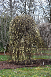 Weeping Pussy Willow (Salix caprea 'Pendula') at Sargent's Nursery