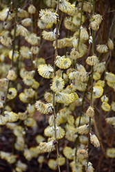 Weeping Pussy Willow (Salix caprea 'Pendula') at Sargent's Nursery