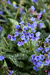 Trevi Fountain Lungwort (Pulmonaria 'Trevi Fountain') at Sargent's Nursery