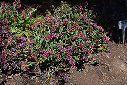 Raspberry Splash Lungwort (Pulmonaria 'Raspberry Splash') at Sargent's Nursery