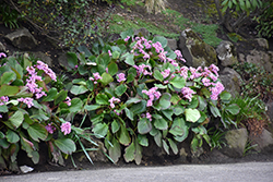Heartleaf Bergenia (Bergenia cordifolia) at Sargent's Nursery