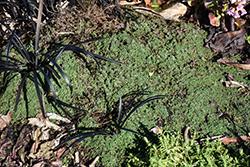 Elfin Creeping Thyme (Thymus praecox 'Elfin') at Sargent's Nursery