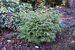Moon Frost Hemlock (Tsuga canadensis 'Moon Frost') at Sargent's Nursery