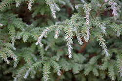 Moon Frost Hemlock (Tsuga canadensis 'Moon Frost') at Sargent's Nursery