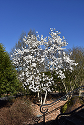 Royal Star Magnolia (Magnolia stellata 'Royal Star') at Sargent's Nursery
