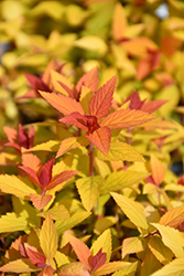 Double Play Candy Corn Spirea (Spiraea japonica 'NCSX1') at Sargent's Nursery