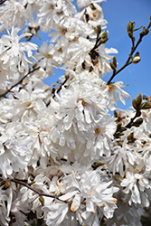 Royal Star Magnolia (Magnolia stellata 'Royal Star') at Sargent's Nursery