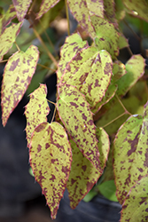 Pink Champagne Fairy Wings (Epimedium 'Pink Champagne') at Sargent's Nursery