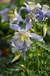 Kirigami Deep Blue and White Columbine (Aquilegia caerulea 'Kirigami Deep Blue and White') at Sargent's Nursery