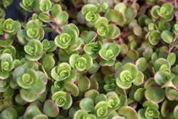 Coral Reef Chinese Sedum (Sedum tetractinum 'Coral Reef') at Sargent's Nursery