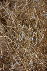 Blonde Ambition Blue Grama Grass (Bouteloua gracilis 'Blonde Ambition') at Sargent's Nursery