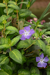 Maculata Periwinkle (Vinca major 'Maculata') at Sargent's Nursery