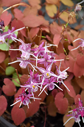 Purple Pixie Bishop's Hat (Epimedium grandiflorum 'Purple Pixie') at Sargent's Nursery