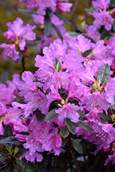P.J.M. Checkmate Rhododendron (Rhododendron 'P.J.M. Checkmate') at Sargent's Nursery