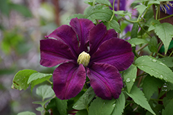 Warsaw Nike Clematis (Clematis 'Warsaw Nike') at Sargent's Nursery