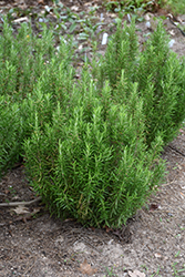 Barbeque Rosemary (Rosmarinus officinalis 'Barbeque') at Sargent's Nursery