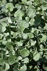 Silver Falls Dichondra (Dichondra argentea 'Silver Falls') at Sargent's Nursery