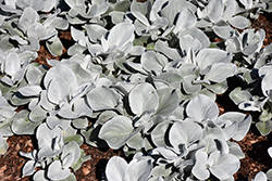 Angel Wings Senecio (Senecio candicans 'Senaw') at Sargent's Nursery