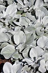 Angel Wings Senecio (Senecio candicans 'Senaw') at Sargent's Nursery