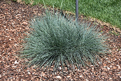 Cool As Ice Blue Fescue (Festuca glauca 'Cool As Ice') at Sargent's Nursery